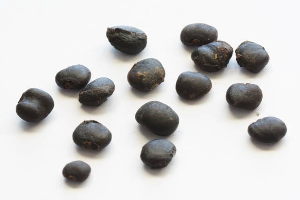 istock Seeds of Magnolia kobus 1086450880
