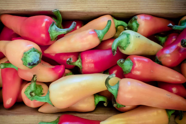 caribbean pepper hot caribe peppers are in a pile orange piranha stock pictures, royalty-free photos & images