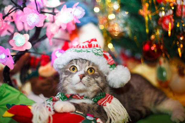 istock cat in the New Year hat under the Christmas tree 1086456492