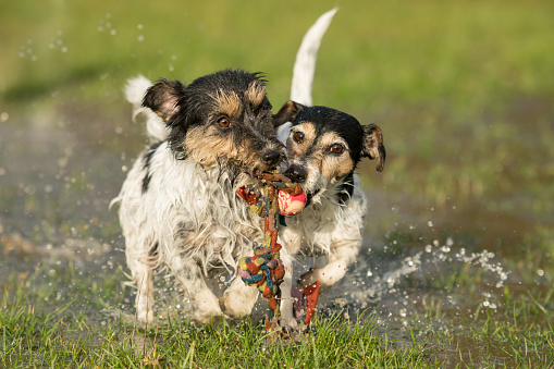 two cute Jack Russell Terrier dogs playing and fighting with a ball in a water puddle in the snowless winter.