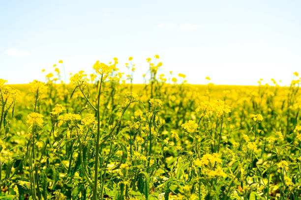 istock Yellow Canola Flower field in Palouse 1086464160
