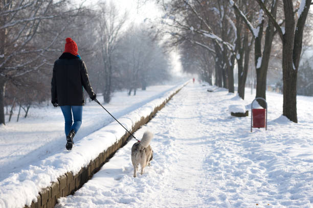istock Woman walking her Siberian husky dog 1086464182