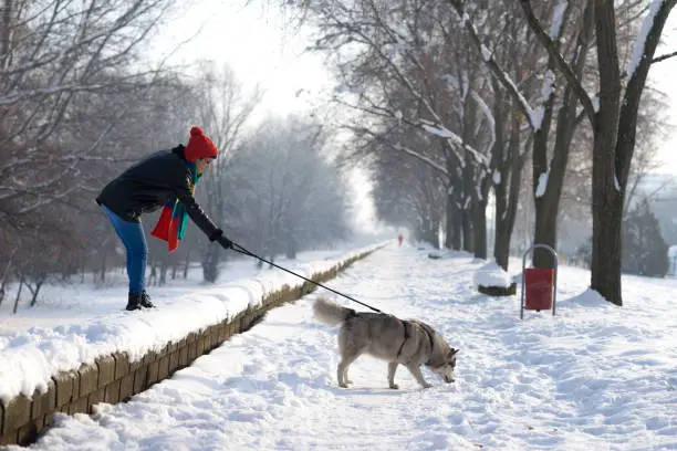 Photo of Woman walking her Siberian husky dog