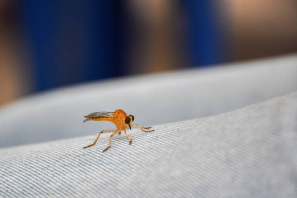 little dragonfly catching on blue jeans.