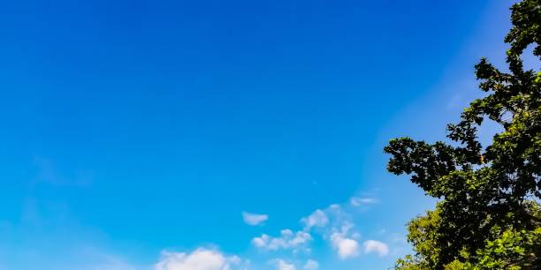 istock Green leaves and sky 1086474142