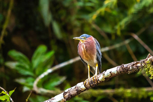 istock Beautiful least bittern bird close up hunting 1086476760