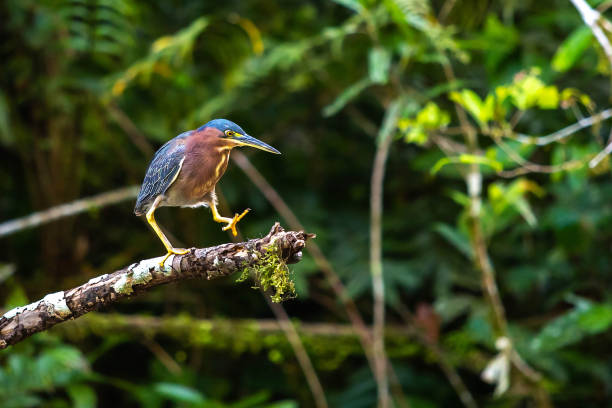 Beautiful least bittern bird close up hunting