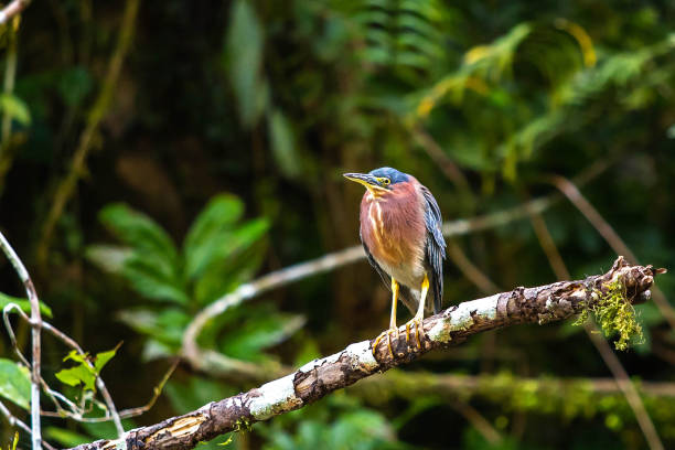 istock Beautiful least bittern bird close up hunting 1086476872