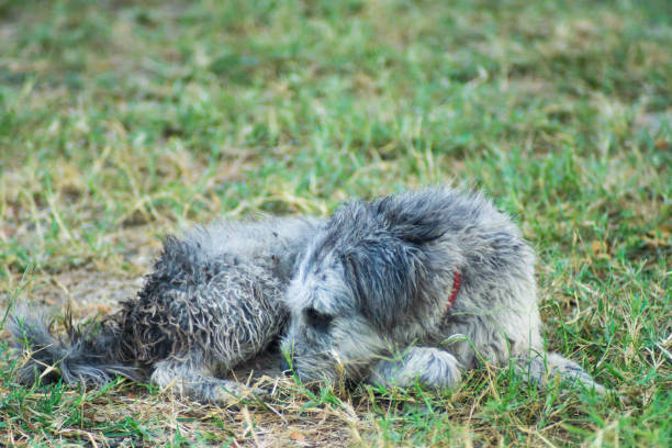 A lonely roadside dog in Thailand.