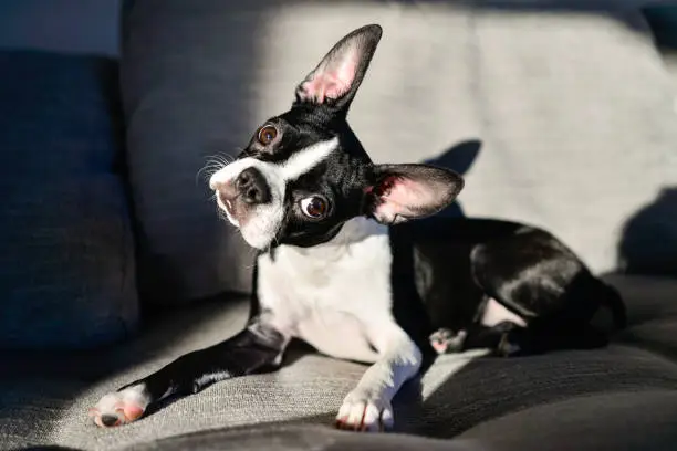 Boston Terrier Puppy with curious look tilting head