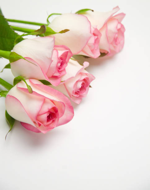 istock pink rose flowers selective focus on white 1086481098