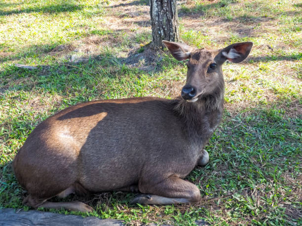 istock Female Deer in a forest 1086481206