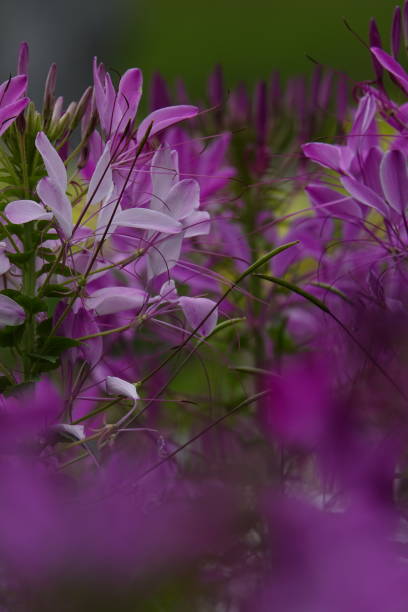 istock vibrant pinky cleome spinosa flowers 1086490318