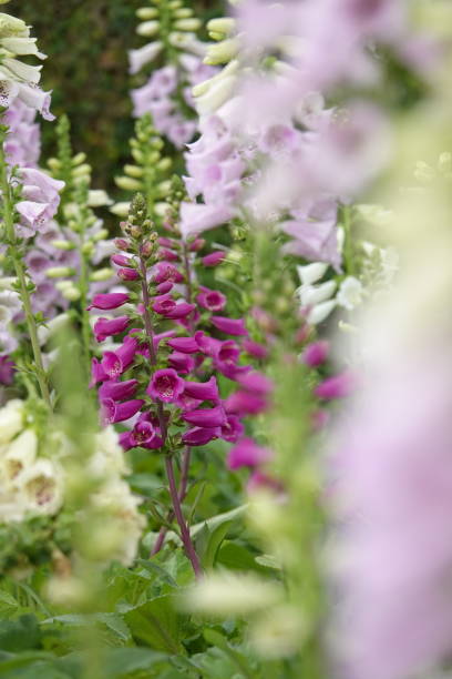 istock colorful snapdragon 1086491660
