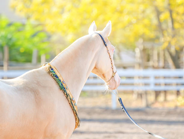 Perlino or cremello thoroughbred mare with blue eyes, blur golden foliage background. Turkmen purebred blue-eyed isabelline equine.