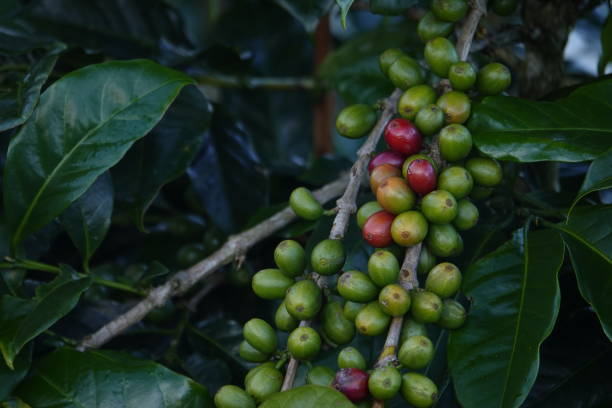 istock colorful fresh coffee beans 1086499960