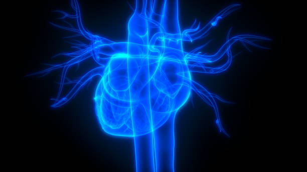 istock Human Heart Anatomy 1086508020