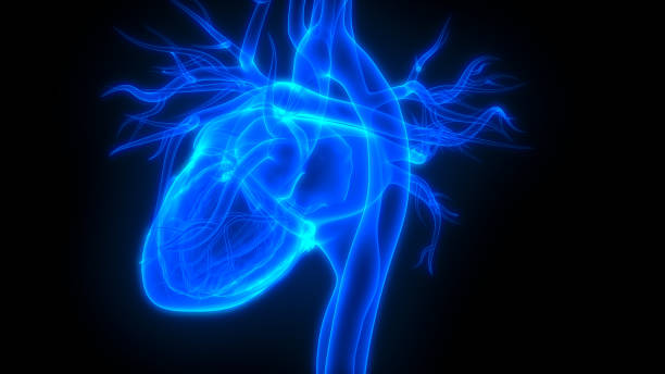 istock Human Heart Anatomy 1086508054