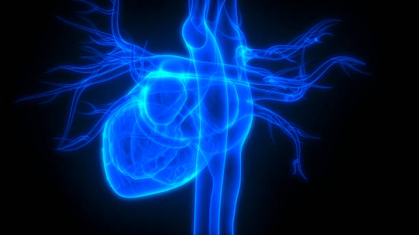 istock Human Heart Anatomy 1086508066