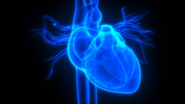anatomia ludzkiego serca - human heart x ray image anatomy human internal organ zdjęcia i obrazy z banku zdjęć