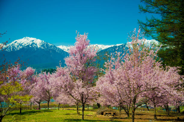 istock Cherry Blossom in Shinano-Omachi, Japan 1086511630