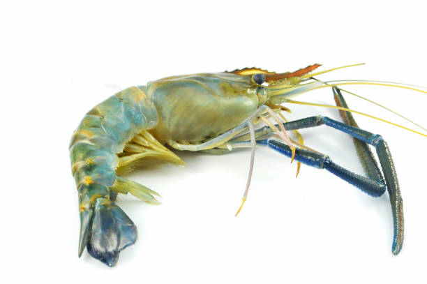 istock shrimp isolated / fresh raw shrimp prawn isolate on white background - blue claw shrimp for cook 1086511984