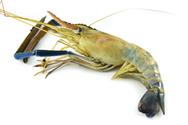 istock shrimp isolated / fresh raw shrimp prawn isolate on white background - blue claw shrimp for cook 1086511986