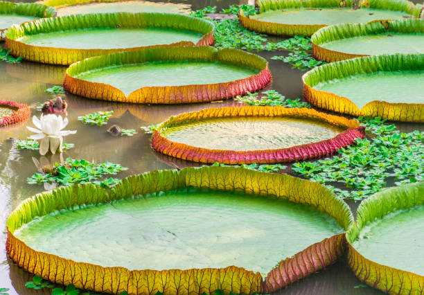 victoria waterlily giant liść lotosu w naturalnym stawie. - victoria water lily zdjęcia i obrazy z banku zdjęć
