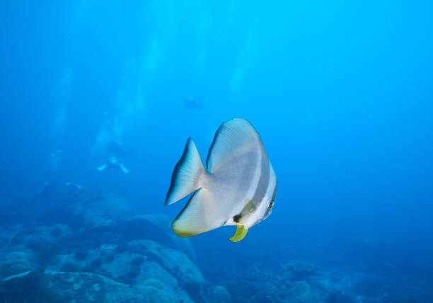 Longfin Spadefish Longfin Spadefish with Corals at Losin south of Thailand 2018 longfin spadefish stock pictures, royalty-free photos & images