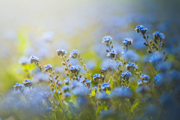 Morning light over blue flowers