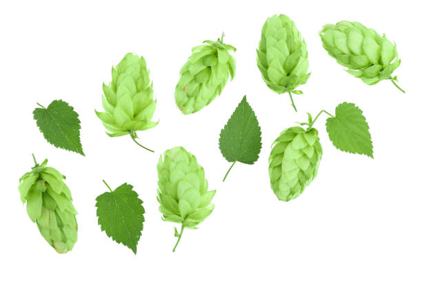 istock hop cones with leaves isolated on white background with copy space for your text. Top view. Flat lay pattern 1086534020