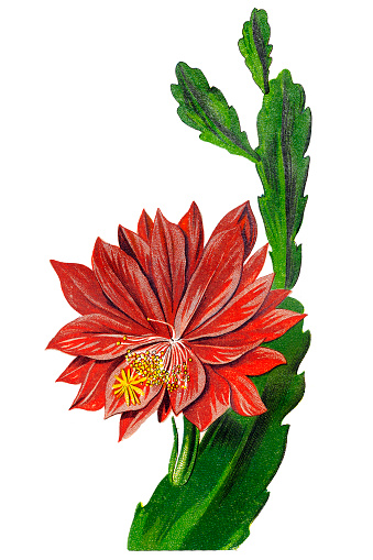Illustration of a Epiphyllum anguliger, commonly known as the fishbone cactus or zig zag cactus