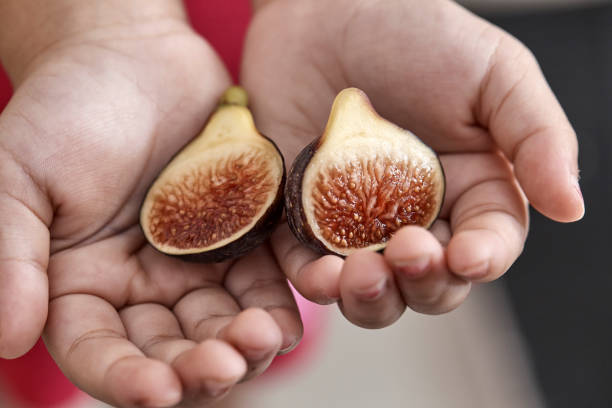 istock Girl's hand holding a Sliced fig 1086537264