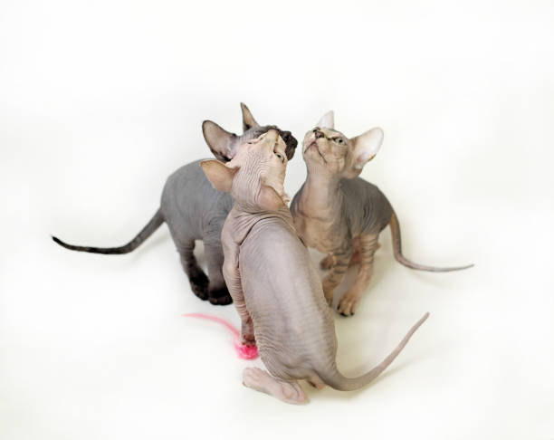 istock sphinx domestic cat on a white background 1086537612