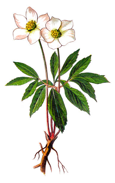 Helleborus niger, commonly called Christmas rose or black hellebore Illustration of a Helleborus niger, commonly called Christmas rose or black hellebore black hellebore stock illustrations