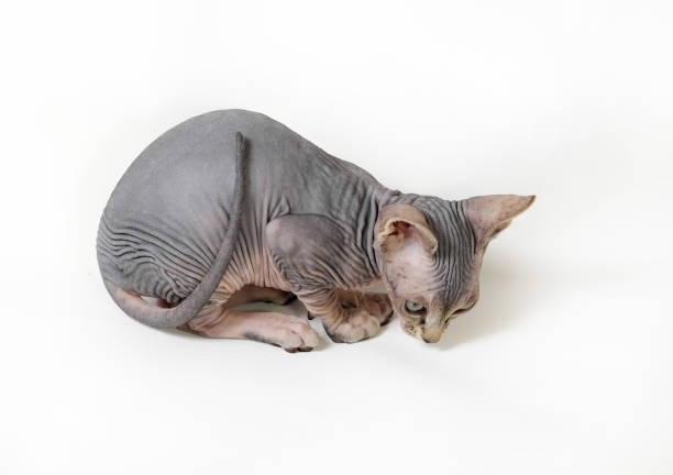 istock sphinx domestic cat on a white background 1086540008