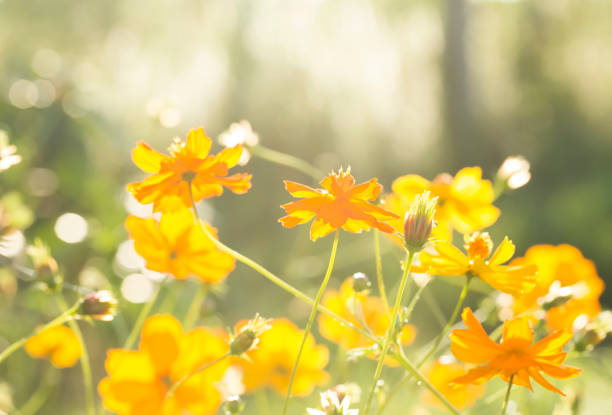 istock Cosmos  flowers  in the field 1086541084