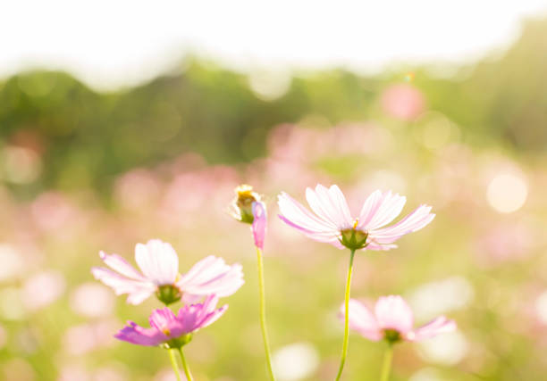 istock Cosmos  flowers  in the field 1086541106