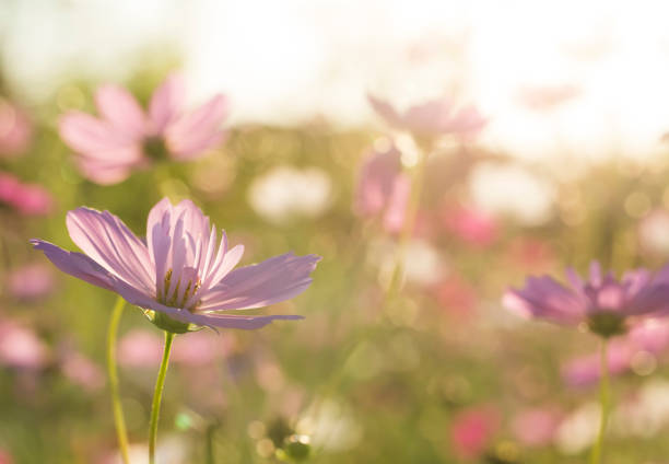 istock Cosmos  flowers  in the field 1086541158