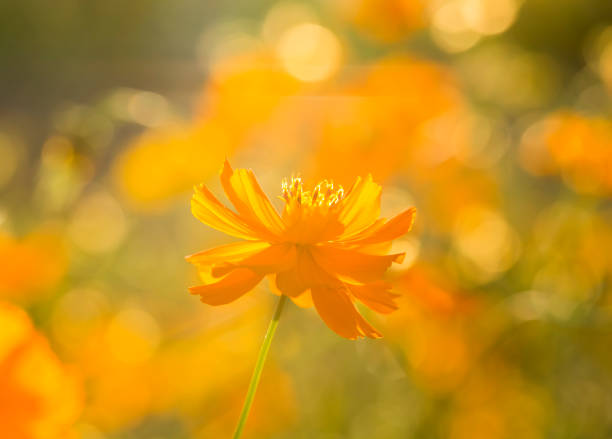 istock Cosmos flower and bee in the field 1086541228