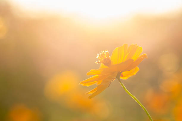 istock Cosmos  flowers  in the field 1086541280