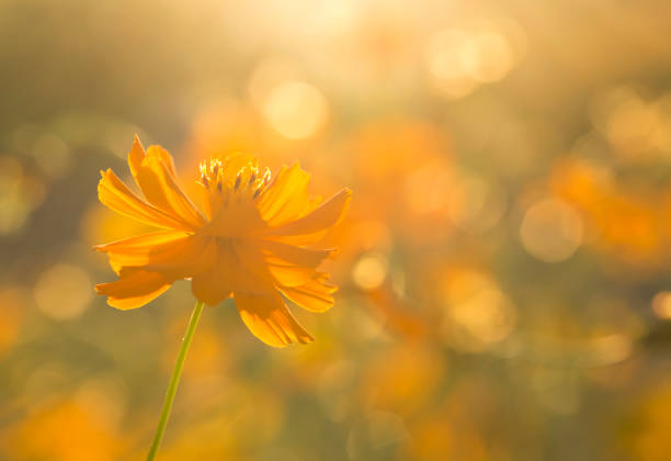 istock Cosmos  flowers  in the field 1086541298