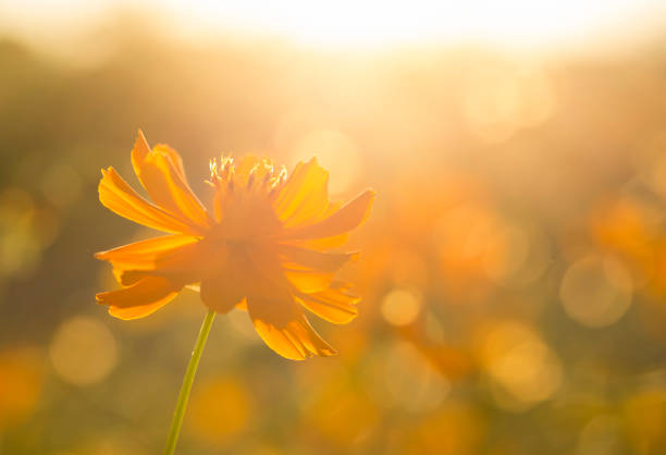 istock Cosmos  flowers  in the field 1086541306