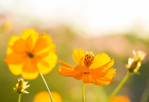 istock Cosmos  flowers  in the field 1086541310