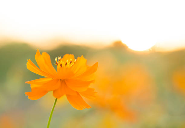 istock Cosmos  flowers  in the field 1086541366