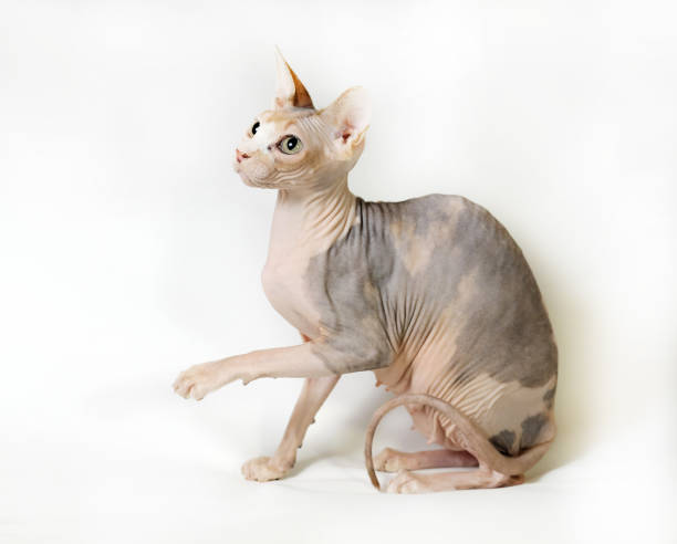 istock sphinx domestic cat on a white background 1086541638