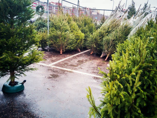 istock Christmas trees sell on the street 1086543226