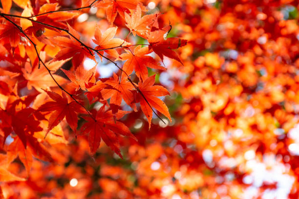 Maple leaves colored red stock photo