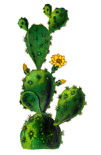 Illustration of a Opuntia monacantha, commonly known as drooping prickly pear, cochineal prickly pear, or Barbary fig