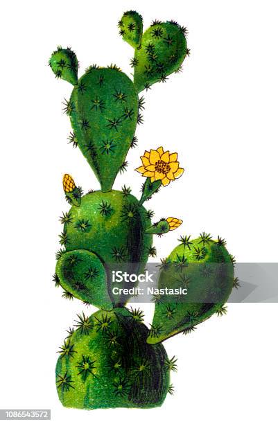 Opuntia Monacantha Commonly Known As Drooping Prickly Pear Cochineal Prickly Pear Or Barbary Fig Stock Illustration - Download Image Now